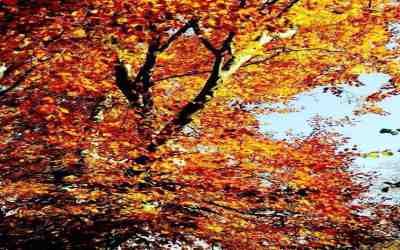 Paesaggio Autunnale